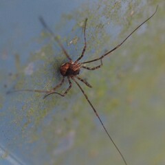 Leiobunum ventricosum