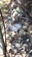 Lestes sigma
