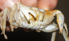 Ocypode gaudichaudii