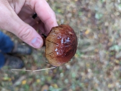 Aureoboletus