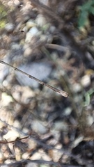 Lestes sigma