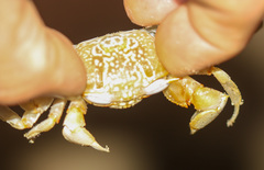 Ocypode gaudichaudii