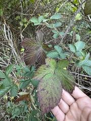 Rubus pascuus