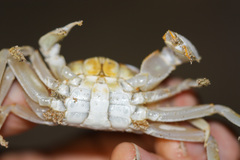 Ocypode gaudichaudii