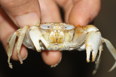 Ocypode gaudichaudii