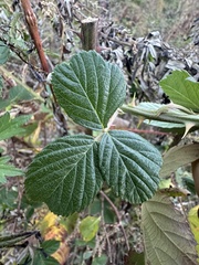 Rubus pascuus