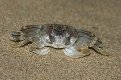 Ocypode occidentalis