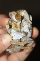 Ocypode occidentalis