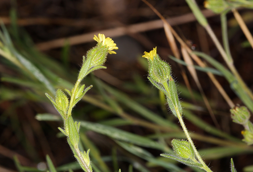 Slender Tarweed (Madia subspicata)