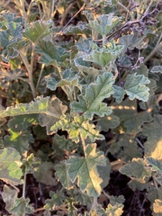 Sphaeralcea