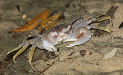 Ocypode occidentalis