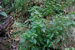 Mercurialis canariensis