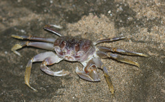 Ocypode occidentalis