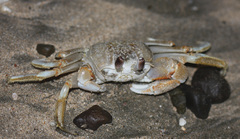 Ocypode occidentalis