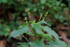 Mercurialis canariensis