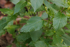 Mercurialis canariensis