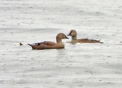 Somateria spectabilis