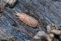 Porcellionides cingendus