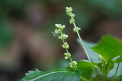 Mercurialis canariensis