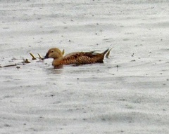 Somateria spectabilis