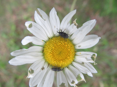 Odontocorynus