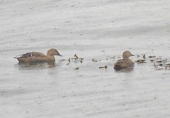 Somateria spectabilis