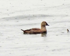 Somateria spectabilis