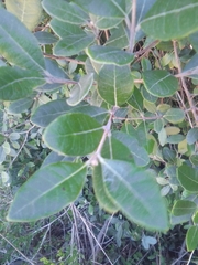 Feijoa sellowiana