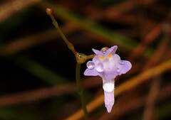 Utricularia amethystina