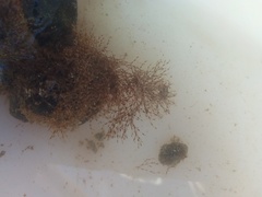 Savignyella lafontii