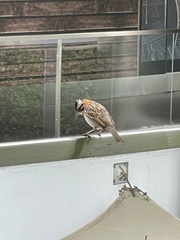 Zonotrichia capensis