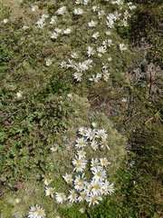 Celmisia sessiliflora