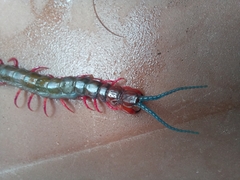 Cormocephalus nitidus