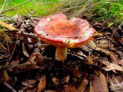 Russula