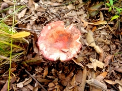 Russula