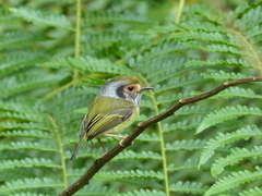 Myiornis auricularis