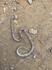 Trimorphodon lyrophanes