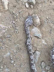 Trimorphodon lyrophanes