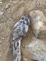 Trimorphodon lyrophanes