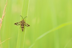Chamaesphecia empiformis