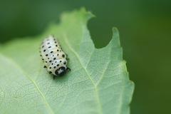 Chrysomela populi