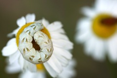 Cucullia chamomillae