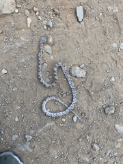 Trimorphodon lyrophanes