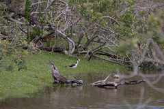 Himantopus mexicanus melanurus