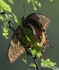 Papilio ornythion ornythion