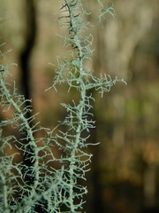Usnea angulata