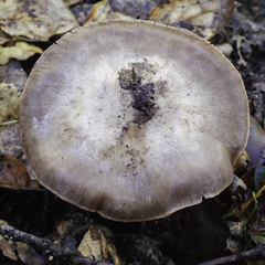 Cortinarius ohlone