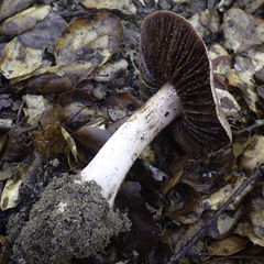 Cortinarius ohlone