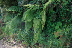 Dryopteris oligodonta