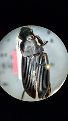 Harpalus caliginosus